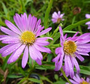 Hvězdnice keříčkovitá 'Wood's Pink' - Aster dumosus 'Wood's Pink'