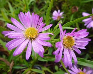 Hvězdnice keříčkovitá 'Wood's Pink'