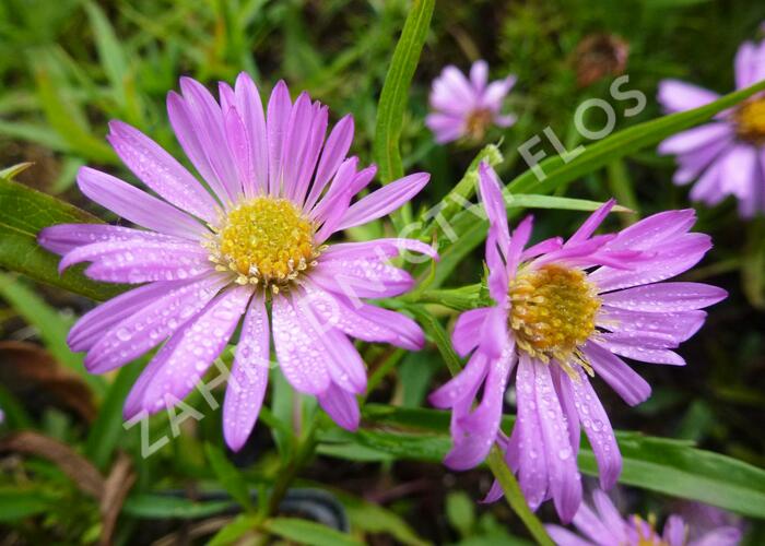 Hvězdnice keříčkovitá 'Wood's Pink' - Aster dumosus 'Wood's Pink'