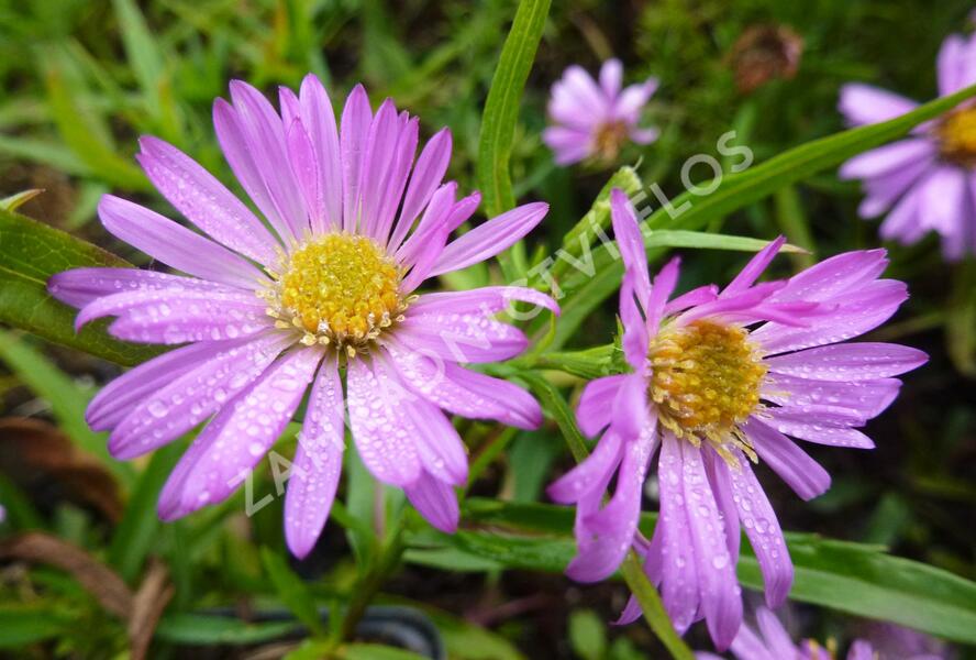 Hvězdnice keříčkovitá 'Wood's Pink' - Aster dumosus 'Wood's Pink'