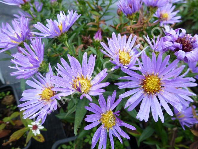 Hvězdnice keříčkovitá 'Wood's Light Blue' - Aster dumosus 'Wood's Light Blue'