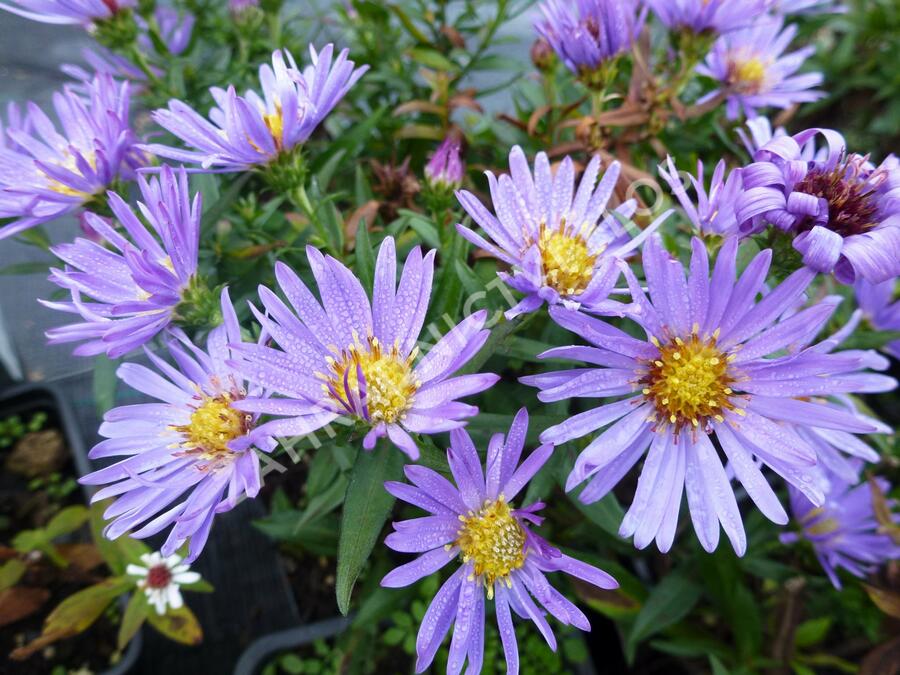 Hvězdnice keříčkovitá 'Wood's Light Blue' - Aster dumosus 'Wood's Light Blue'