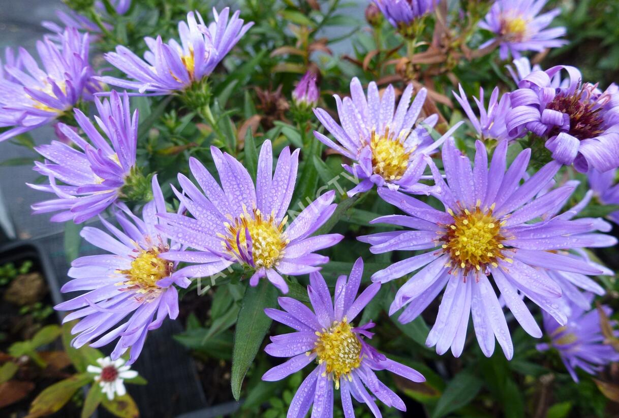 Hvězdnice keříčkovitá 'Wood's Light Blue' - Aster dumosus 'Wood's Light Blue'