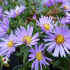 Hvězdnice keříčkovitá 'Wood's Light Blue' - Aster dumosus 'Wood's Light Blue'