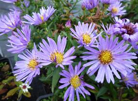 Hvězdnice keříčkovitá 'Wood's Light Blue' - Aster dumosus 'Wood's Light Blue'