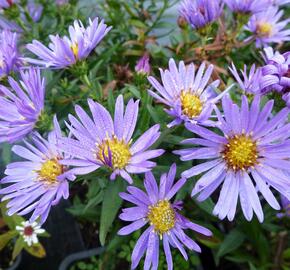 Hvězdnice keříčkovitá 'Wood's Light Blue' - Aster dumosus 'Wood's Light Blue'