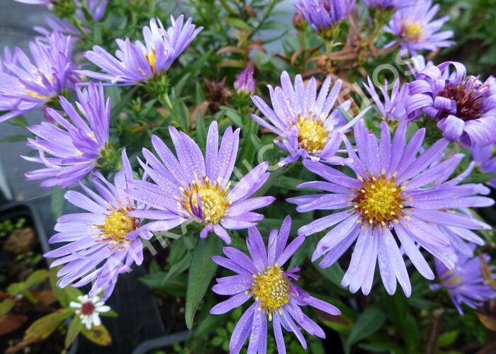Hvězdnice keříčkovitá 'Wood's Light Blue' - Aster dumosus 'Wood's Light Blue'