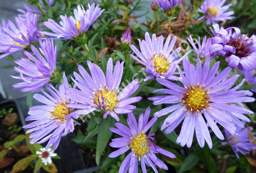 Hvězdnice keříčkovitá 'Wood's Light Blue' - Aster dumosus 'Wood's Light Blue'