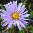 Hvězdnice keříčkovitá 'Wood's Light Blue' - Aster dumosus 'Wood's Light Blue'