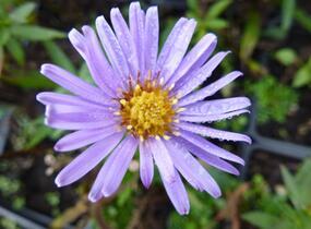 Hvězdnice keříčkovitá 'Wood's Light Blue' - Aster dumosus 'Wood's Light Blue'