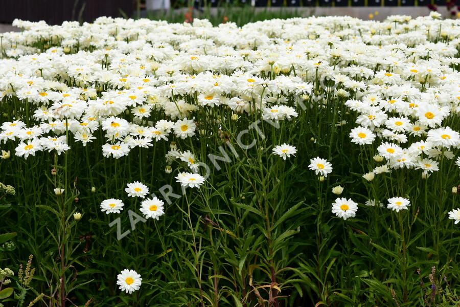 Kopretina 'Bridal Bouquet' - Leucanthemum 'Bridal Bouquet'