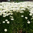 Kopretina 'Bridal Bouquet' - Leucanthemum 'Bridal Bouquet'