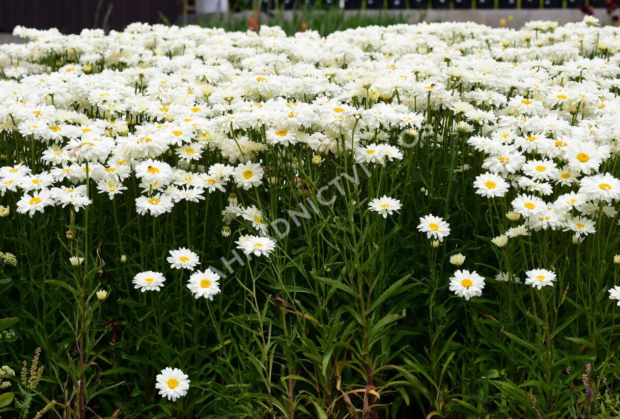 Kopretina 'Bridal Bouquet' - Leucanthemum 'Bridal Bouquet'