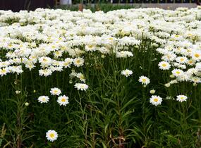 Kopretina 'Bridal Bouquet' - Leucanthemum 'Bridal Bouquet'