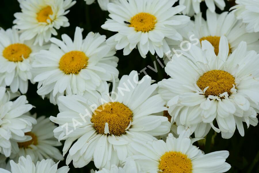 Kopretina 'Bridal Bouquet' - Leucanthemum 'Bridal Bouquet'
