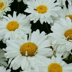 Kopretina 'Bridal Bouquet' - Leucanthemum 'Bridal Bouquet'