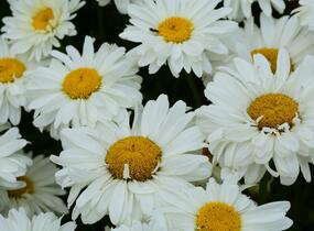 Kopretina 'Bridal Bouquet' - Leucanthemum 'Bridal Bouquet'
