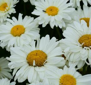 Kopretina 'Bridal Bouquet' - Leucanthemum 'Bridal Bouquet'