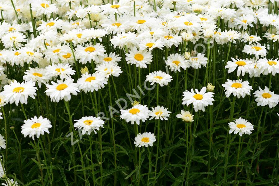 Kopretina 'Paladin' - Leucanthemum 'Paladin'