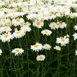 Kopretina 'Paladin' - Leucanthemum 'Paladin'