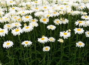 Kopretina 'Paladin' - Leucanthemum 'Paladin'
