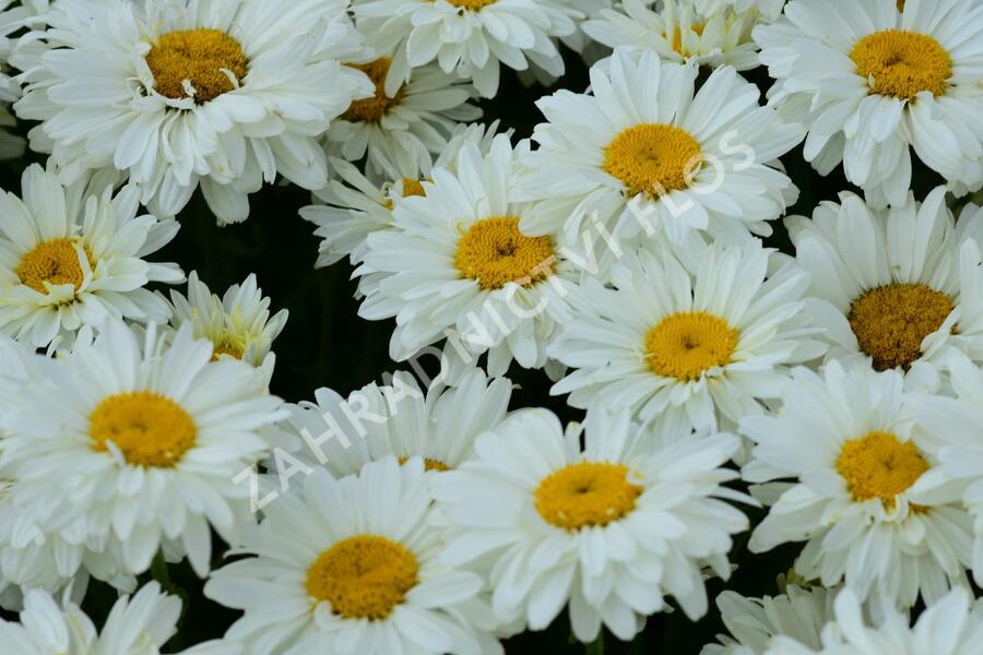 Kopretina 'Paladin' - Leucanthemum 'Paladin'