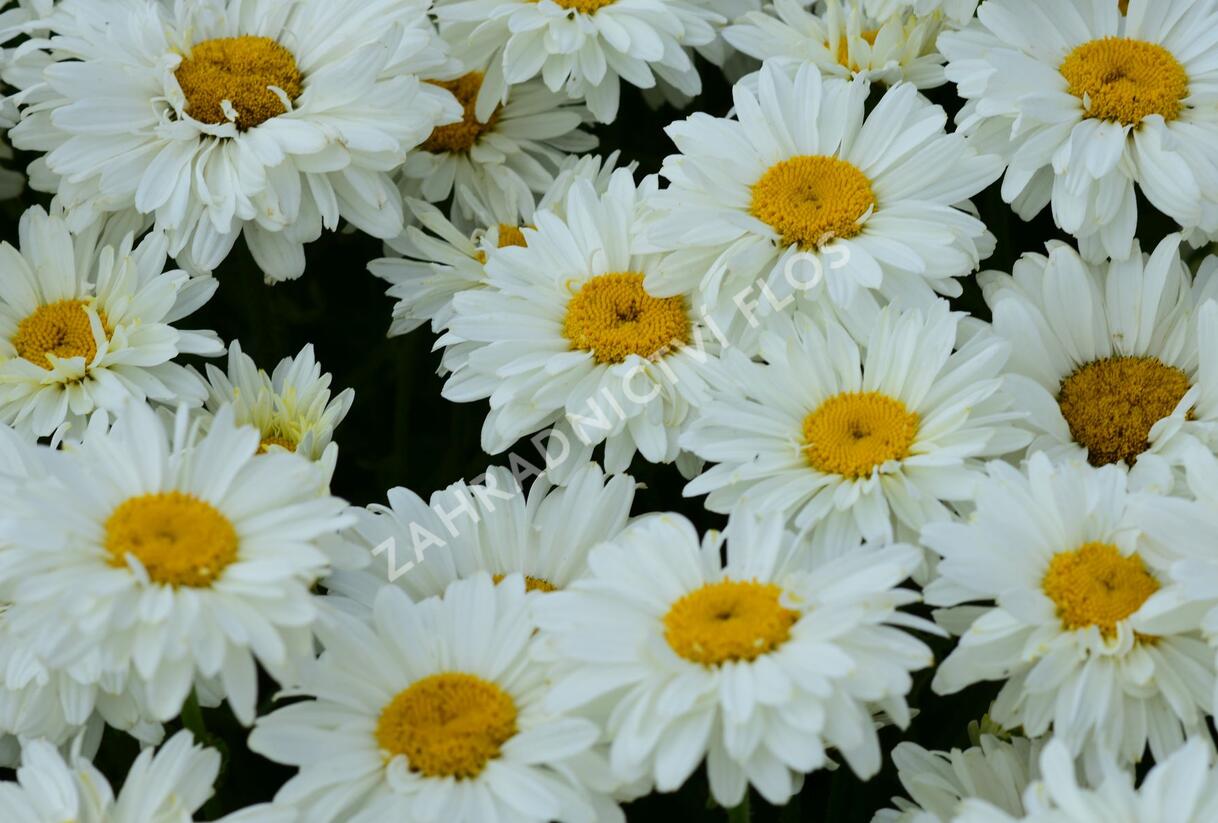 Kopretina 'Paladin' - Leucanthemum 'Paladin'