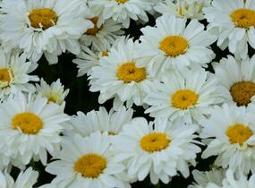 Kopretina 'Paladin' - Leucanthemum 'Paladin'