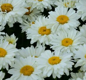 Kopretina 'Paladin' - Leucanthemum 'Paladin'