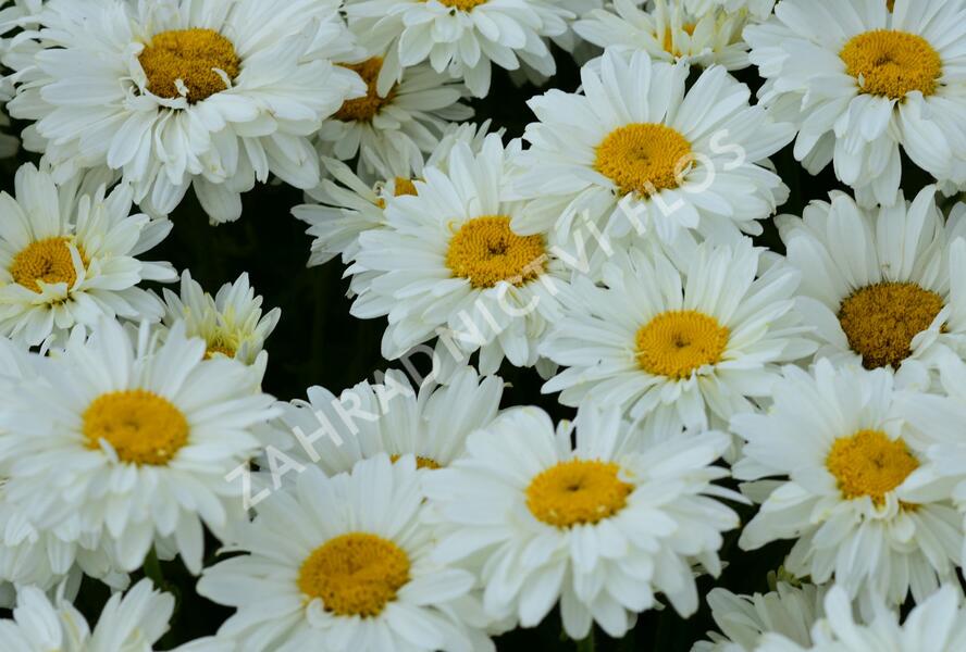 Kopretina 'Paladin' - Leucanthemum 'Paladin'