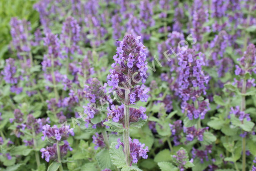 Šanta 'Purple Haze' - Nepeta 'Purple Haze'