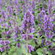 Šanta 'Purple Haze' - Nepeta 'Purple Haze'