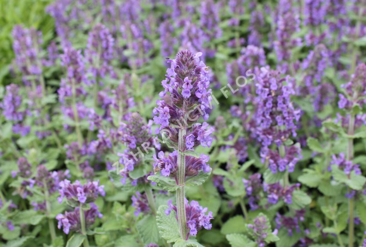Šanta 'Purple Haze' - Nepeta 'Purple Haze'