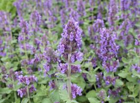 Šanta 'Purple Haze' - Nepeta 'Purple Haze'