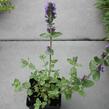 Šanta 'Purple Haze' - Nepeta 'Purple Haze'