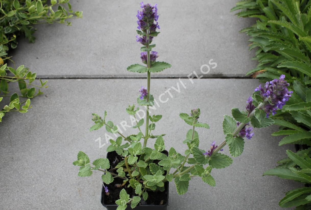 Šanta 'Purple Haze' - Nepeta 'Purple Haze'