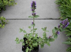 Šanta 'Purple Haze' - Nepeta 'Purple Haze'