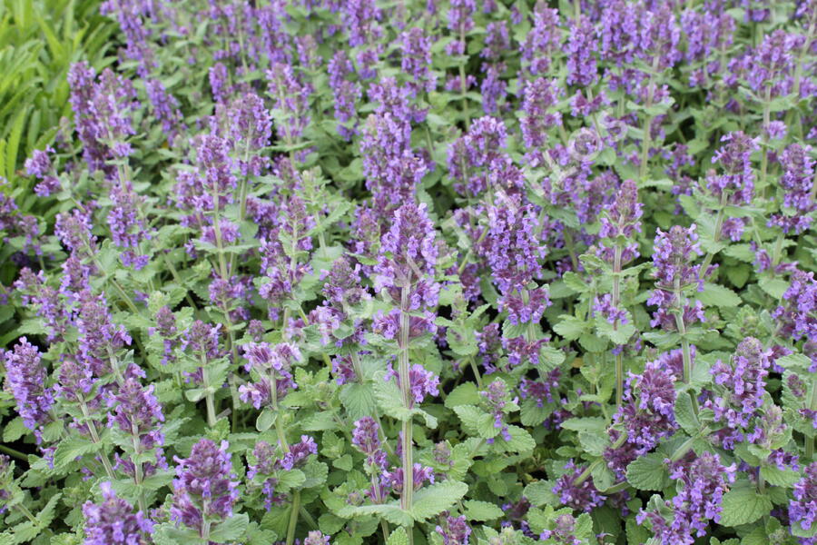 Šanta 'Purple Haze' - Nepeta 'Purple Haze'