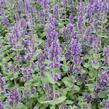 Šanta 'Purple Haze' - Nepeta 'Purple Haze'