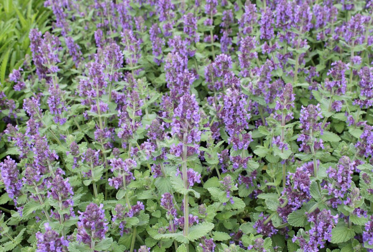 Šanta 'Purple Haze' - Nepeta 'Purple Haze'