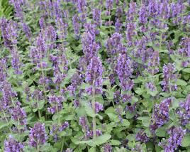 Šanta 'Purple Haze'