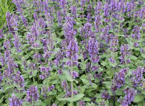Šanta 'Purple Haze' - Nepeta 'Purple Haze'