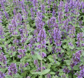 Šanta 'Purple Haze' - Nepeta 'Purple Haze'