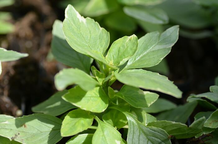 Bazalka pravá 'Variegata' - Ocimum basilicum 'Variegata'