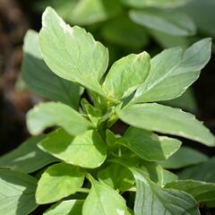 Bazalka pravá 'Variegata' - Ocimum basilicum 'Variegata'