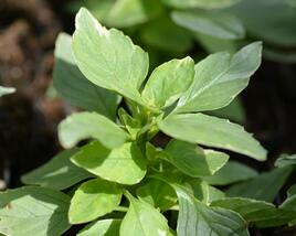 Bazalka pravá 'Variegata'