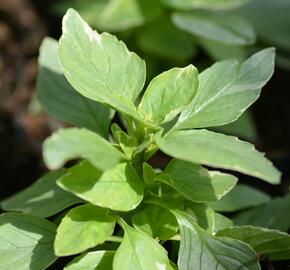 Bazalka pravá 'Variegata' - Ocimum basilicum 'Variegata'