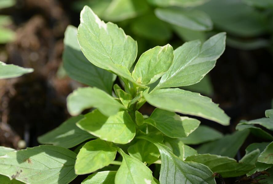 Bazalka pravá 'Variegata' - Ocimum basilicum 'Variegata'