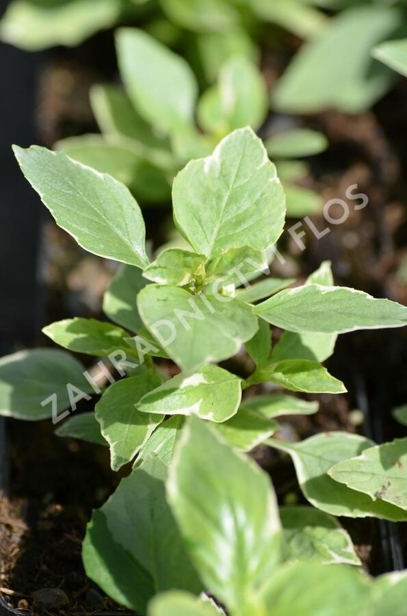Bazalka pravá 'Variegata' - Ocimum basilicum 'Variegata'