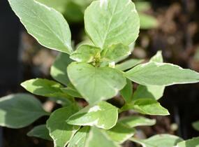 Bazalka pravá 'Variegata' - Ocimum basilicum 'Variegata'